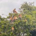 Explore Orang Utan 3H2M