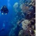 Snorkling Menjangan