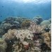 Paket Menyelam Wakatobi 5D4N