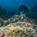 Paket Menyelam Wakatobi 5D4N