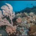 Paket Menyelam Wakatobi 5D4N