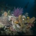 Paket Menyelam Wakatobi 5D4N