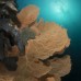 Paket Menyelam Wakatobi 5D4N
