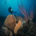 Paket Menyelam Wakatobi 5D4N