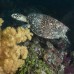 Paket Menyelam Wakatobi 5D4N