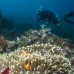 Paket Menyelam Wakatobi 5D4N
