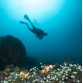 Paket Menyelam Wakatobi 5D4N