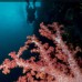 Paket Menyelam Wakatobi 5D4N