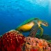 Full Day Komodo Trip dari Labuan Bajo (Sharing Trip) 