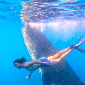 Whaleshark Sumbawa Tour half day