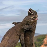  komodo Tour with share fast boat (Full day)