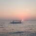 Dolphin Snorkling Tour 