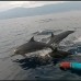 Dolphin Snorkling Tour 